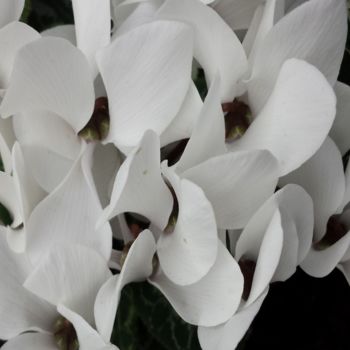 Photography titled "white flowers by jo…" by Jorge Gallardo, Original Artwork