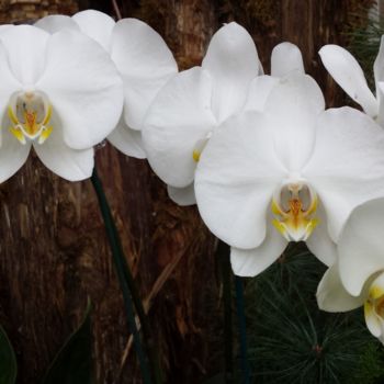 Photography titled "orchids photograph…" by Jorge Gallardo, Original Artwork