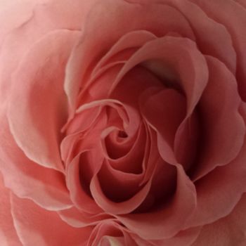 Photography titled "pink rose by jorge…" by Jorge Gallardo, Original Artwork