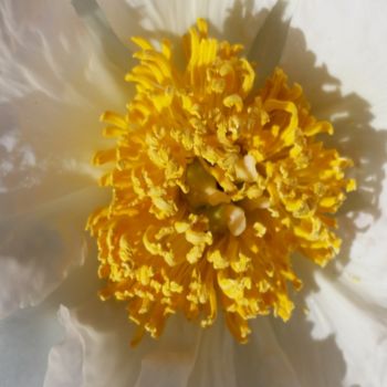 Fotografía titulada "White flower by Jor…" por Jorge Gallardo, Obra de arte original