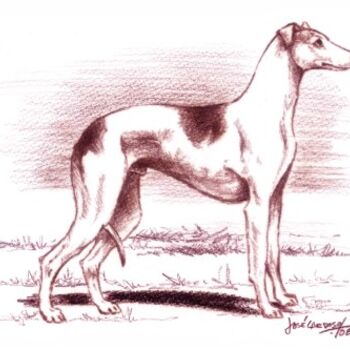 Painting titled "WHIPPET" by José Cardoso, Original Artwork, Other