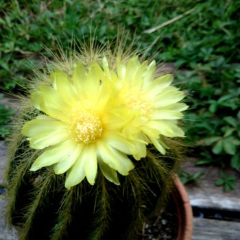 Fotografía titulada "Fleur de cactus ..." por Bleu Soleil-Joper, Obra de arte original, Fotografía digital