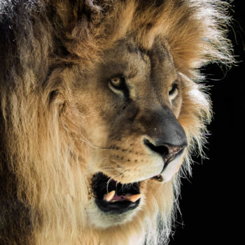 摄影 标题为“lion-601” 由Josy Moderne, 原创艺术品