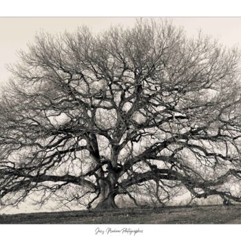 Fotografia zatytułowany „Chêne remarquable -…” autorstwa Josy Moderne, Oryginalna praca, Fotografia cyfrowa Zamontowany na D…