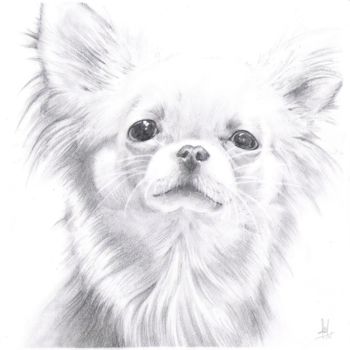 Drawing titled "chihuahua" by Joy Prillard, Original Artwork, Pencil