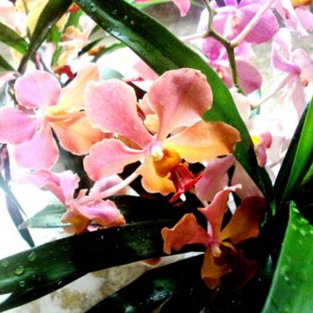 Photography titled "grandma's orchids" by Joyce Sabdao, Original Artwork