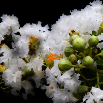 Fotografia intitolato "florada branca" da Jose Americo Jsilvares, Opera d'arte originale, Fotografia digitale