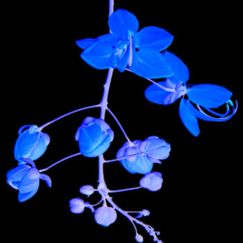 Φωτογραφία με τίτλο "acacia bleu" από Jose Americo Jsilvares, Αυθεντικά έργα τέχνης, Ψηφιακή φωτογραφία
