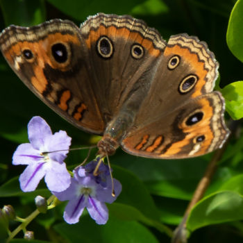 Fotografie getiteld "papillon 2" door Jose Americo Jsilvares, Origineel Kunstwerk, Digitale fotografie