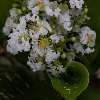 Fotografía titulada "arranjo floral" por Jose Americo Jsilvares, Obra de arte original, Fotografía digital