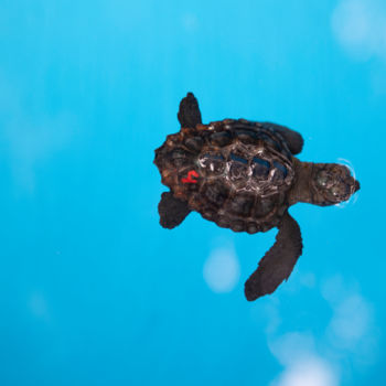 Photographie intitulée "tartaruga marinha" par Jose Americo Jsilvares, Œuvre d'art originale, Photographie numérique