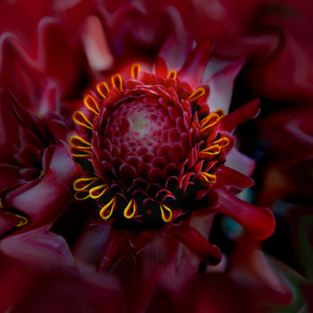 Фотография под названием "corona fleur" - Jose Americo Jsilvares, Подлинное произведение искусства, Цифровая фотография