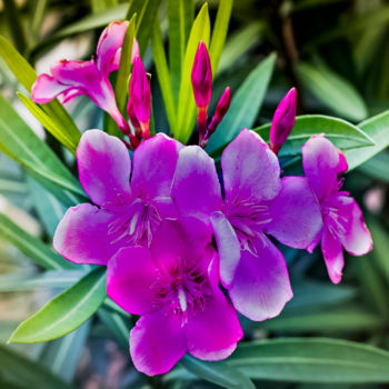 Photographie intitulée "flor frufru" par Jose Americo Jsilvares, Œuvre d'art originale, Photographie numérique