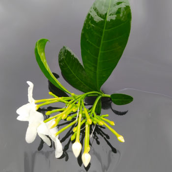 제목이 "a flor do tempo"인 사진 Jose Americo Jsilvares로, 원작, 디지털