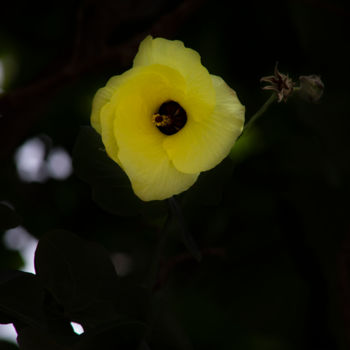 Fotografia intitulada "flor amarela" por Jose Americo Jsilvares, Obras de arte originais, Fotografia digital