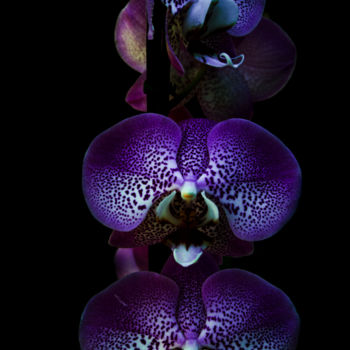 Fotografia zatytułowany „orquídea blue” autorstwa Jose Americo Jsilvares, Oryginalna praca, Fotografia cyfrowa