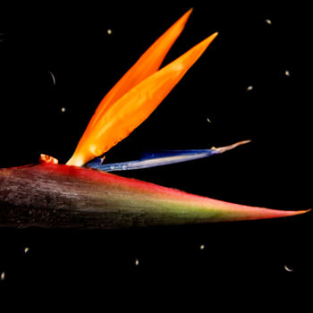 Fotografia intitolato "flor celestial" da Jose Americo Jsilvares, Opera d'arte originale, Fotografia digitale