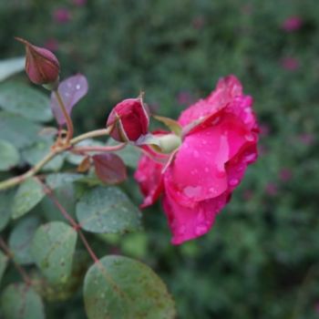 Fotografía titulada "Rosa esplendor b" por Judjesus, Obra de arte original