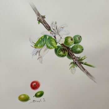 Schilderij getiteld "Blooming coffee" door Julia Birst, Origineel Kunstwerk, Aquarel