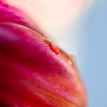 Photographie intitulée "Raindrop on flower" par Julia Ruijter, Œuvre d'art originale, Photographie numérique