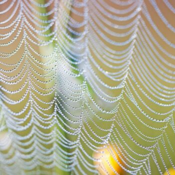 Photographie intitulée "Spiderweb pearls" par Julia Ruijter, Œuvre d'art originale, Photographie numérique
