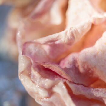 Photography titled "Pink Rose" by Julia Ruijter, Original Artwork, Digital Photography
