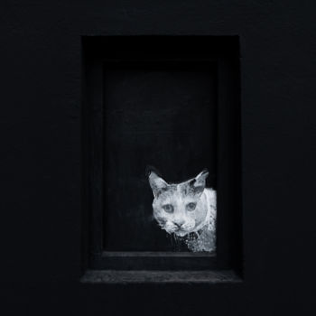 Photographie intitulée "Mystery cat" par Jure Kralj, Œuvre d'art originale, Photographie numérique