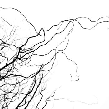 Fotografia zatytułowany „Nerve system” autorstwa Jure Kralj, Oryginalna praca, Fotografia cyfrowa
