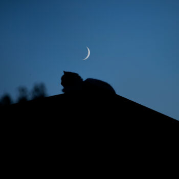 Fotografia intitolato "Mooncat" da Jure Kralj, Opera d'arte originale, Fotografia digitale