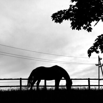 Fotografia intitolato "Horse" da Jure Kralj, Opera d'arte originale, Fotografia digitale