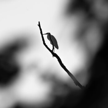 Photography titled "Heron" by Jure Kralj, Original Artwork, Digital Photography