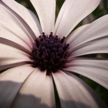 Photographie intitulée "COEUR DE FLEUR" par Jyhel, Œuvre d'art originale