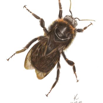 Tekening getiteld "The Bee" door Kalli Horn, Origineel Kunstwerk, Potlood