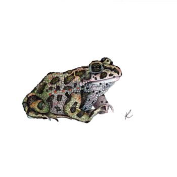 Desenho intitulada "The Frog" por Kalli Horn, Obras de arte originais, Lápis