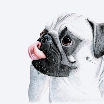Dessin intitulée "The Pug" par Kalli Horn, Œuvre d'art originale, Crayon