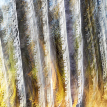 Fotografia intitolato "Birches (studio 6)" da Karim Carella, Opera d'arte originale, Fotografia digitale