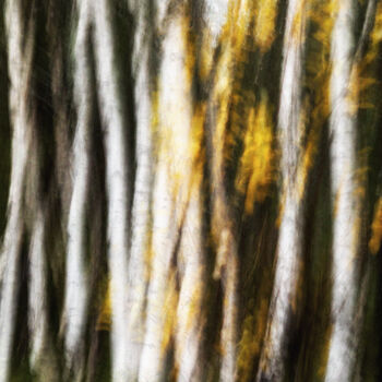 Fotografia zatytułowany „Birches (studio 2)” autorstwa Karim Carella, Oryginalna praca, Fotografia cyfrowa
