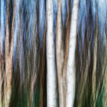 Fotografía titulada "Birches (studio 3)" por Karim Carella, Obra de arte original, Fotografía digital