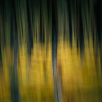 Fotografia zatytułowany „Metsä (studio 1)” autorstwa Karim Carella, Oryginalna praca, Fotografia cyfrowa