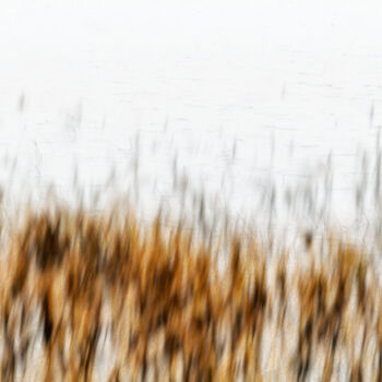 Photography titled "Lake grass (studio…" by Karim Carella, Original Artwork, Digital Photography