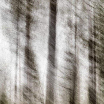 Photography titled "Conifers (studio 2)" by Karim Carella, Original Artwork, Digital Photography