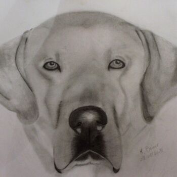 Dessin intitulée "Labrador" par Kat Prieur, Œuvre d'art originale, Graphite