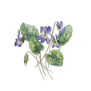 Pintura titulada "Viola reichenbachia…" por Katerina Slastin, Obra de arte original, Acuarela