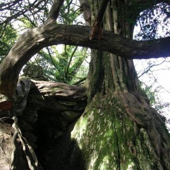 Fotografía titulada "Blarney Yew Tree" por Nick Kelleher, Obra de arte original