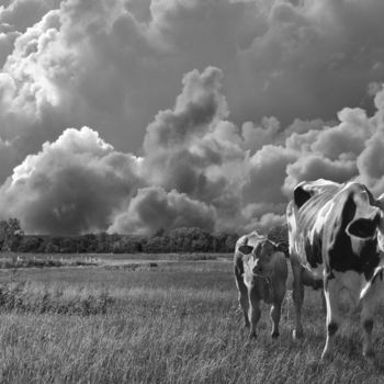 Fotografia intitolato "Les Vaches" da Kempfi, Opera d'arte originale, Fotografia digitale