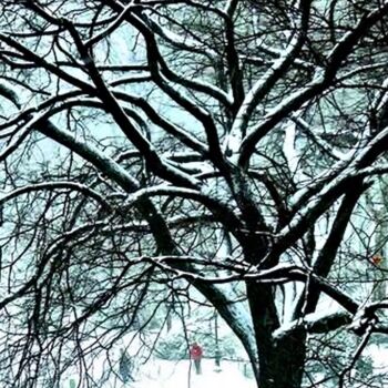 Photography titled "Snow on a Tree 1" by Ken Lerner, Original Artwork, Digital Photography