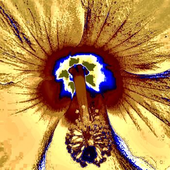 Фотография под названием "Hibiscus 10j3" - Ken Lerner, Подлинное произведение искусства, Цифровая фотография