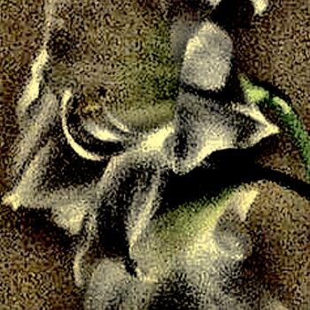 Photographie intitulée "Amaryllis 6b3" par Ken Lerner, Œuvre d'art originale, Photographie numérique
