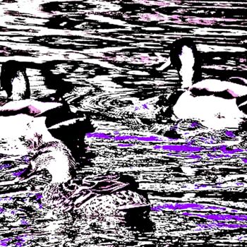 Fotografie getiteld "Central Park Ducks…" door Ken Lerner, Origineel Kunstwerk, Digitale fotografie