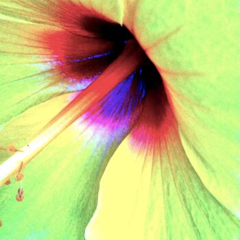 Photographie intitulée "Hibiscus 1" par Ken Lerner, Œuvre d'art originale, Photographie numérique